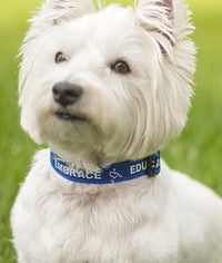 Dog Collar