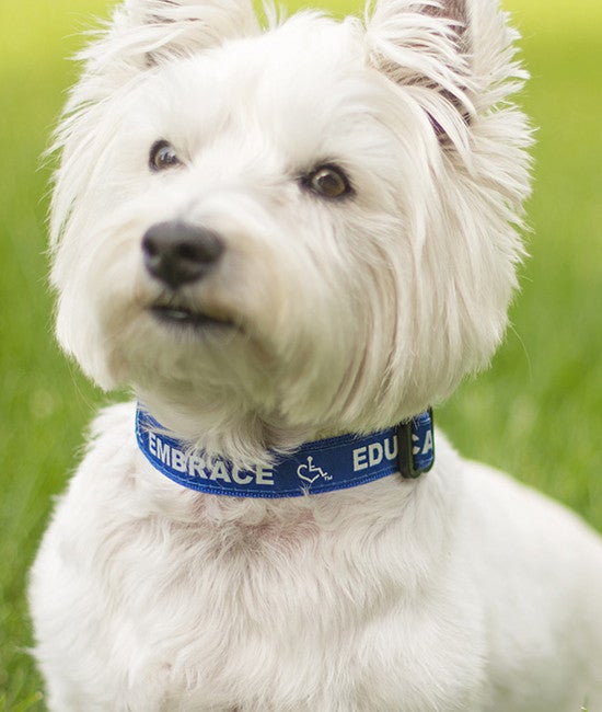 Dog Collar