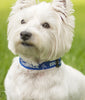 Dog Collar